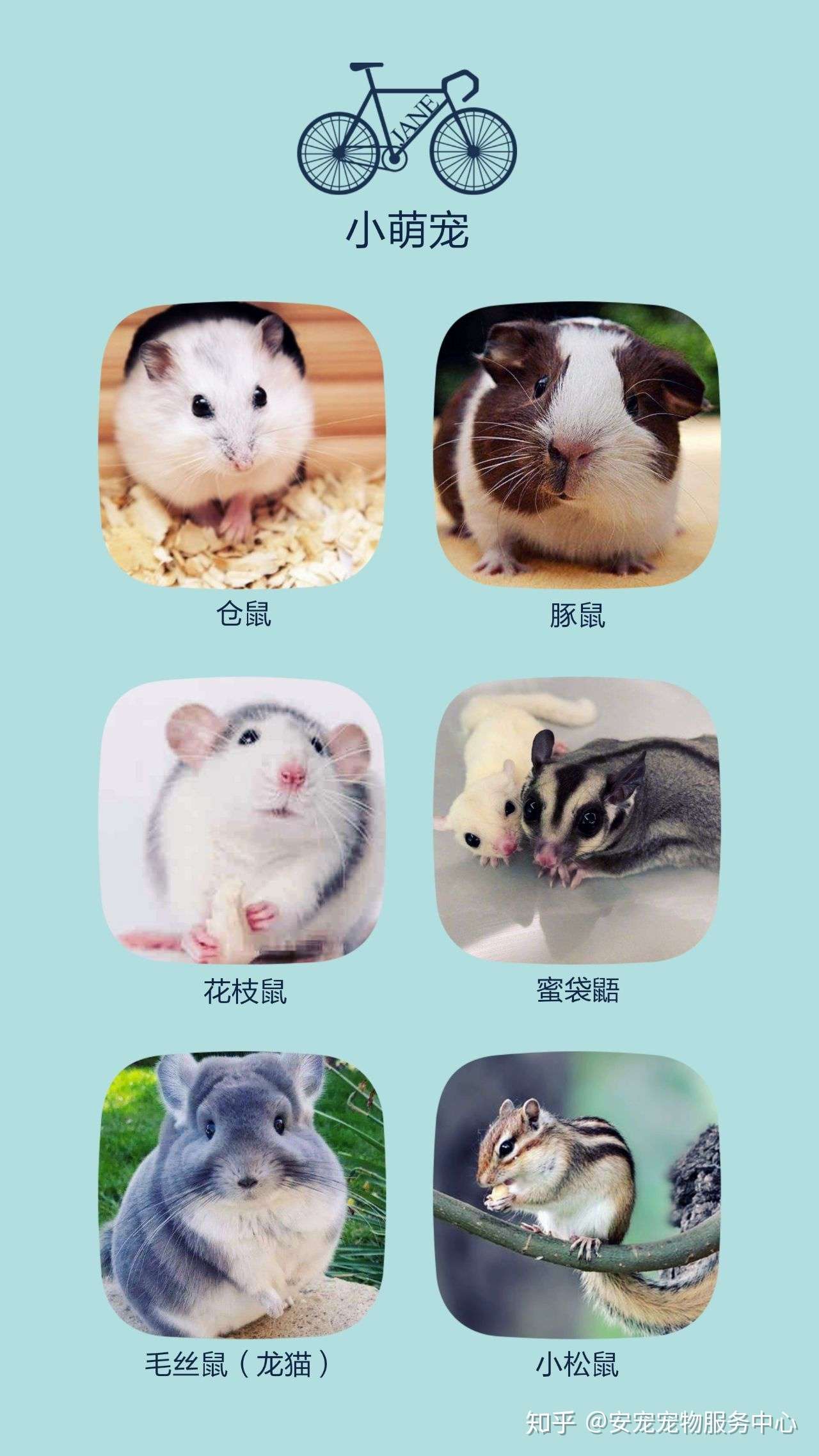 宠物火化之小宠火化 知乎