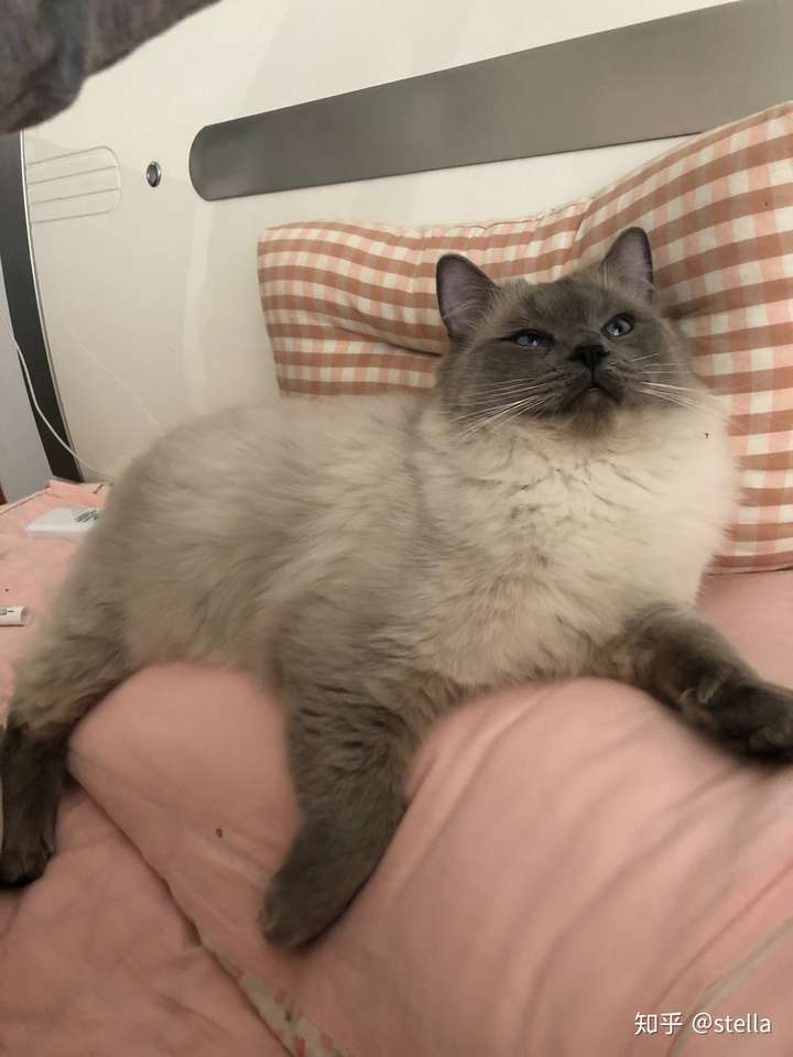 蓝色手套重点布偶长大是什么样?