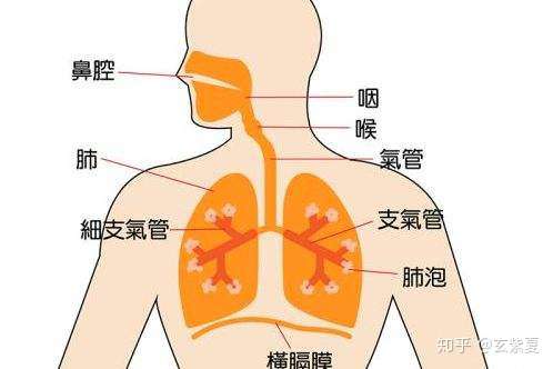 如何预防和缓解呼吸系统问题 知乎