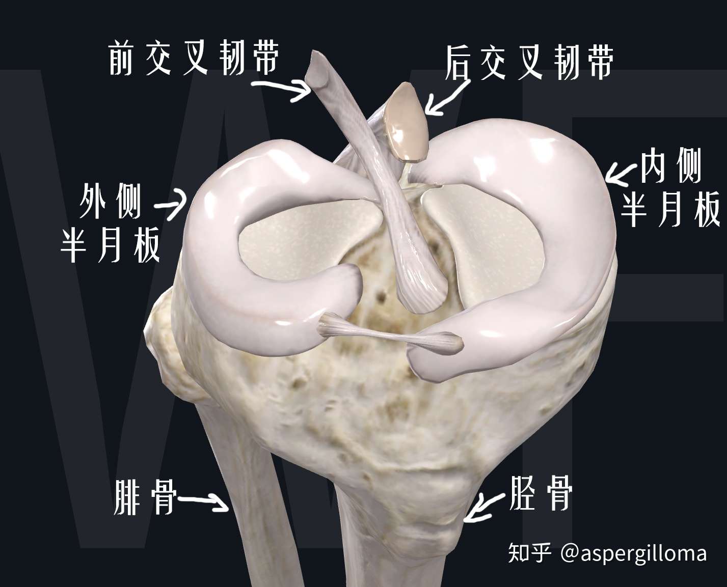 半月板损伤该怎么办 看这篇文章就够了 知乎