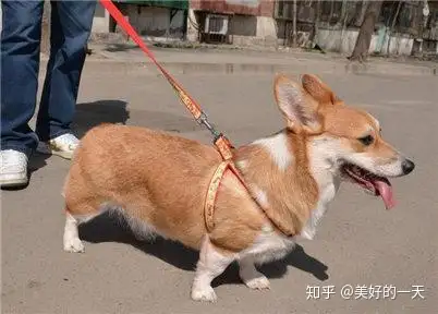 柯基犬吃便便怎麼辦