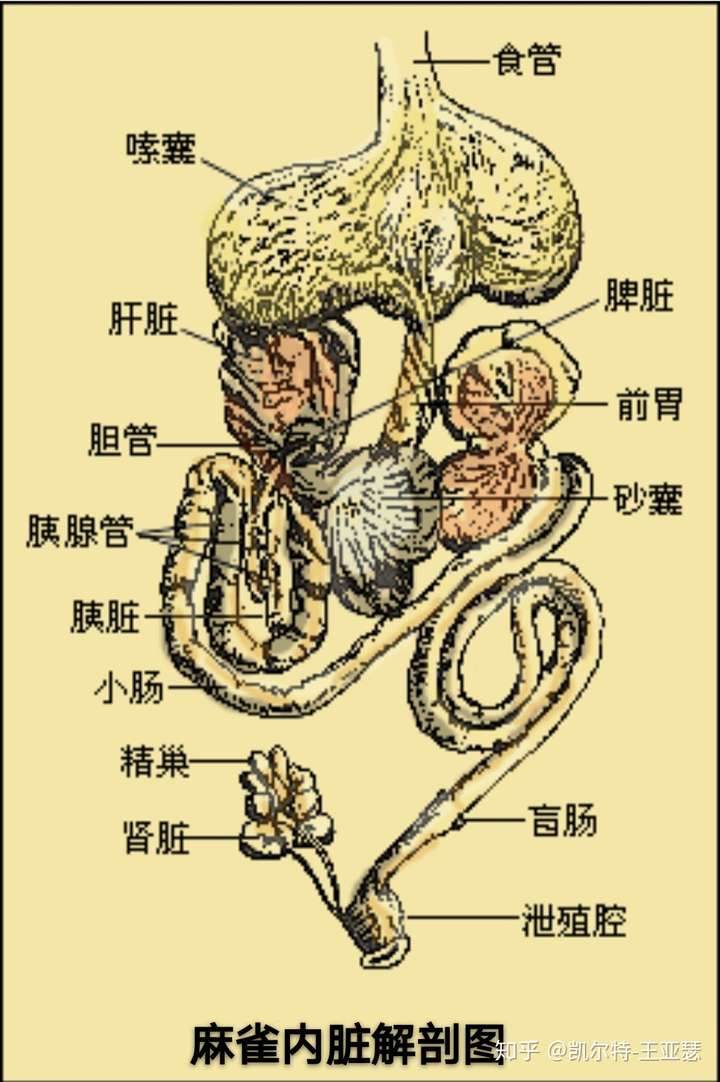 麻雀真的有五脏吗?