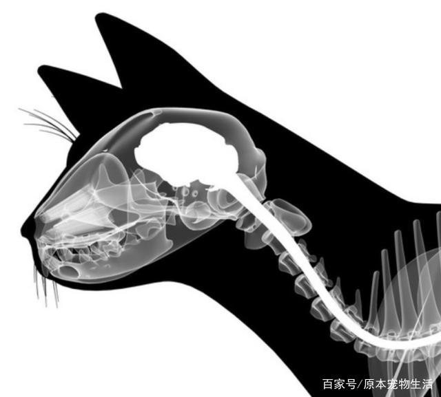 十大猫咪冷知识,你都知道吗? 十大猫咪冷知识,你都知道吗?