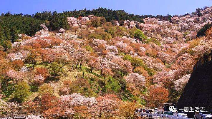 大数据生成的赏花地图 科学告别人挤人的旅行 知乎