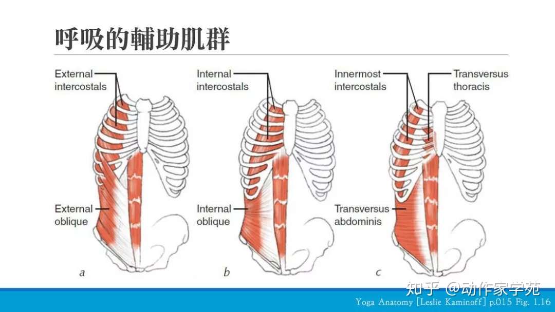 浅谈呼吸模式的评估 知乎