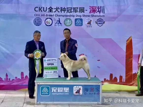 科普 Cku夺冠的 唐狗 并非我们常说的中华田园犬 知乎