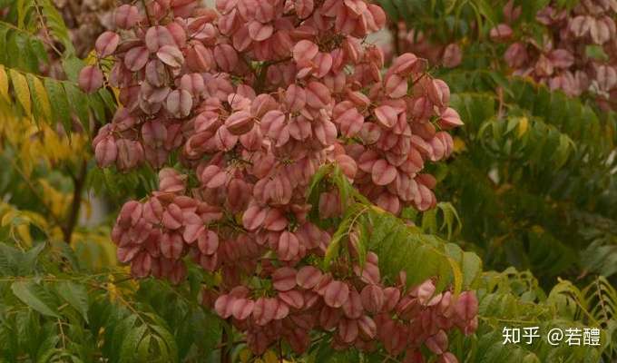 有没有人知道这什么树什么花?