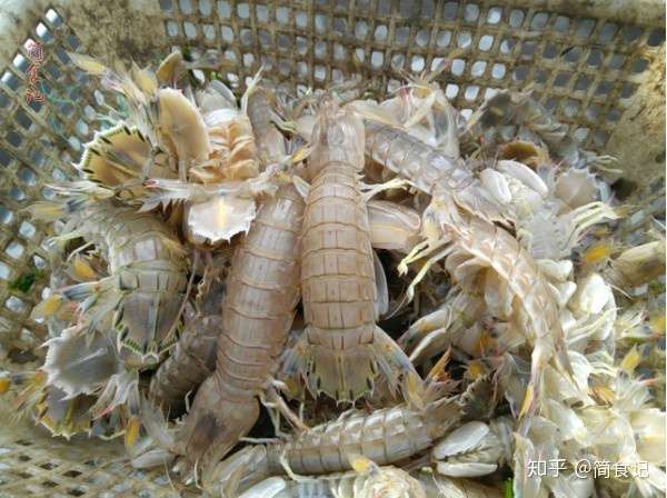 做白灼皮皮虾 万万不要直接下锅 多加1步 虾肉更鲜 还好剥壳 知乎