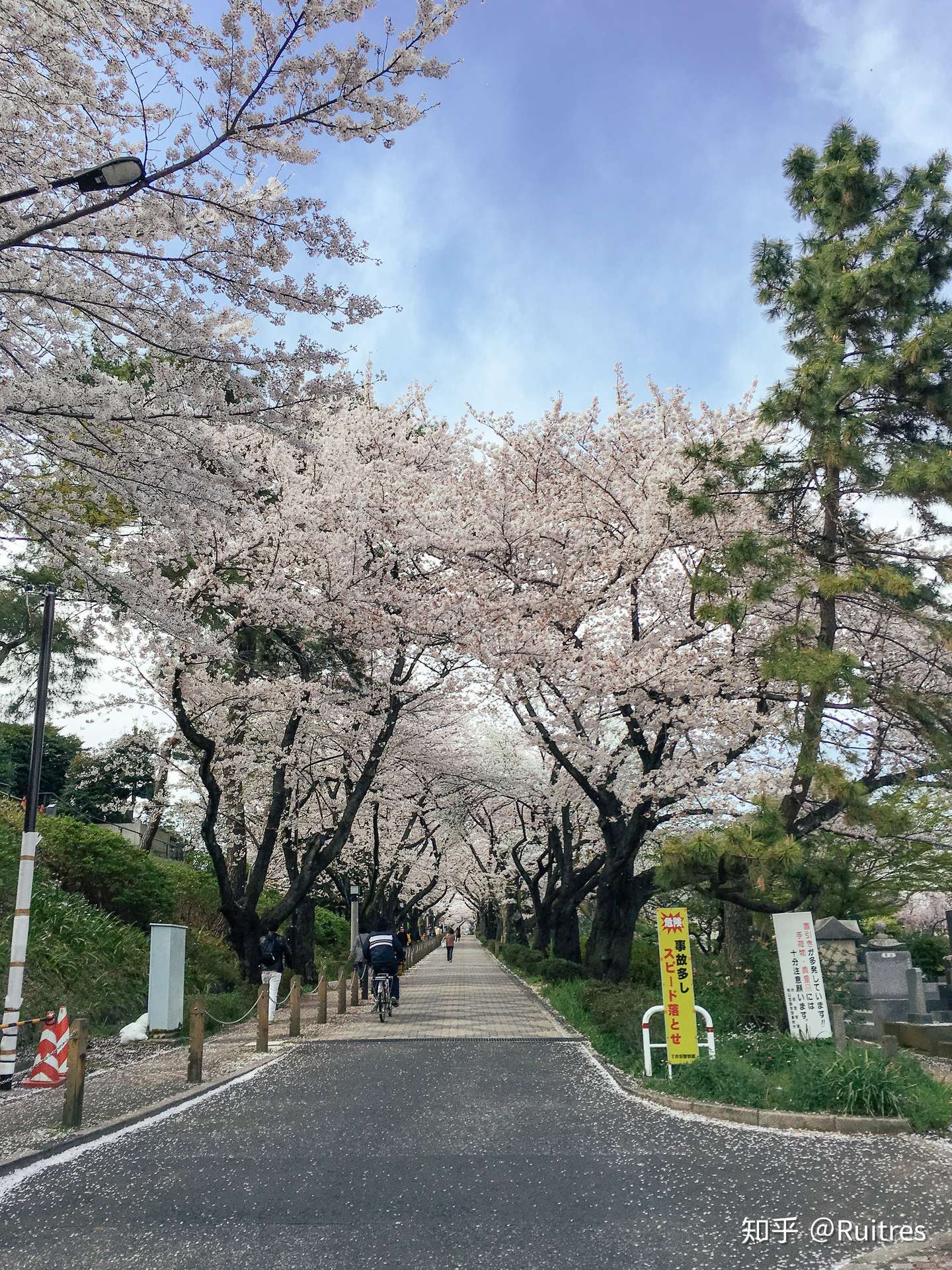 东京樱花全攻略 按着这些路线走准没错 知乎