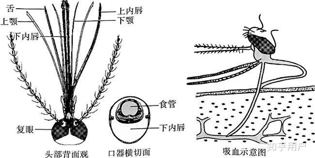 蚊子口器呈锯齿状