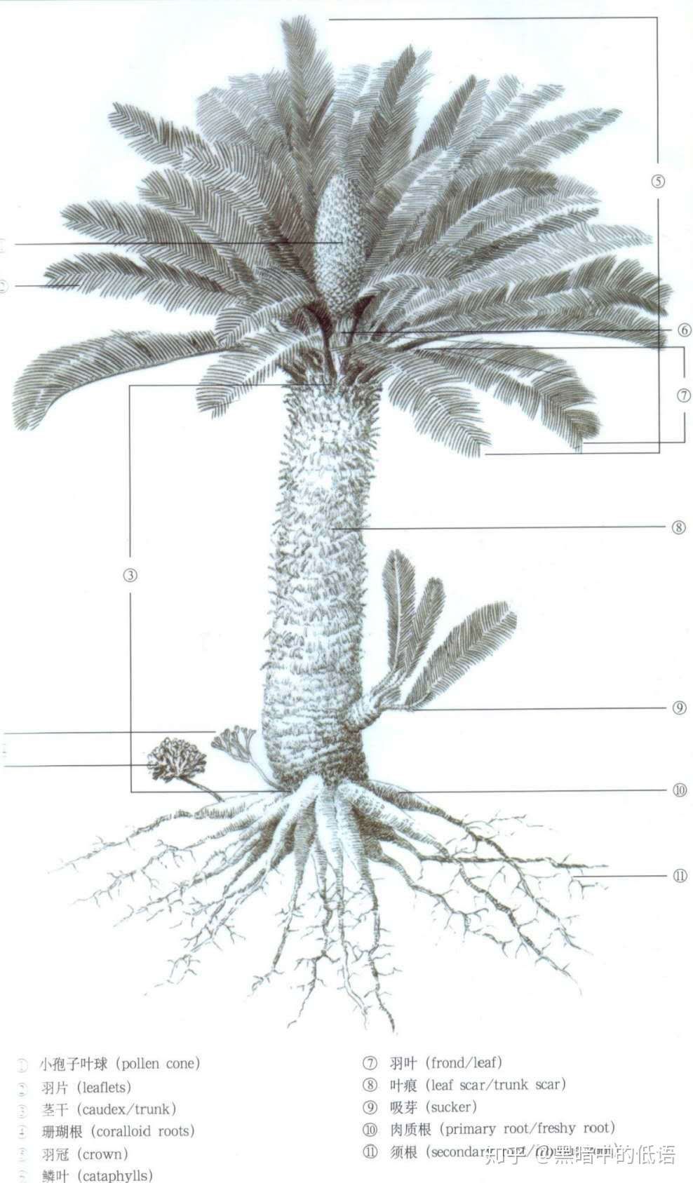 浅谈苏铁类的形态特征 上 知乎