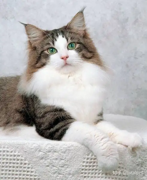 这是一只来自北欧神话中带有传奇色彩的猫咪 知乎