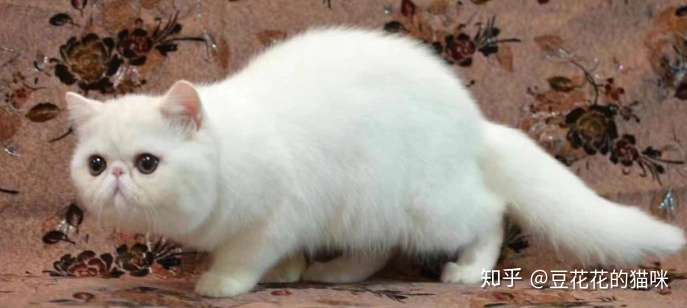 根据猫咪的症状判断猫咪患的是膀胱炎还是尿道炎以及治疗的方法- 知乎
