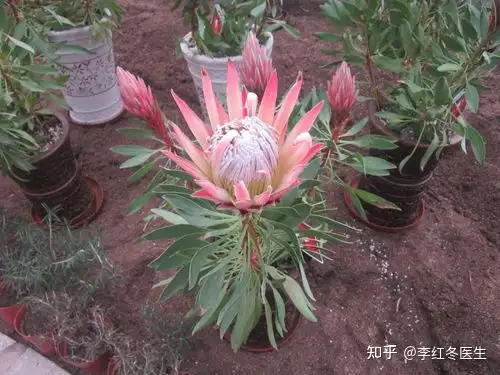 霸王花药用价值是什么？ - 知乎