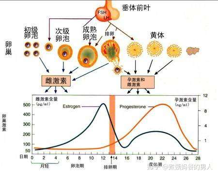 一个完整月经周期内激素水平变化曲线图.图源网络,侵删.