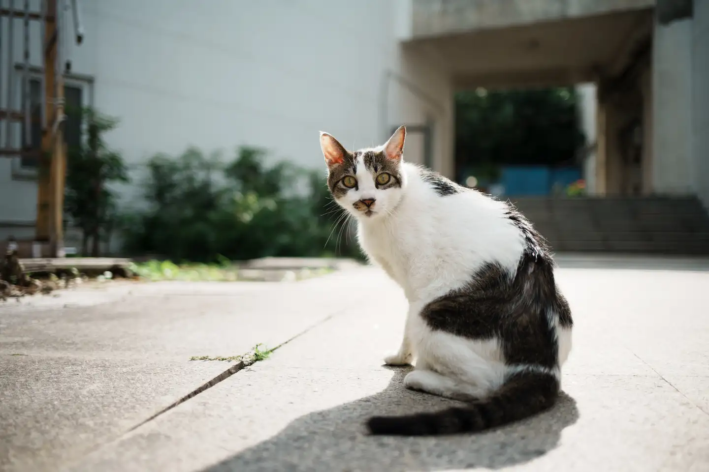 器材篇】玄学镜头——佳能EF 35mm f/2 IS USM - 知乎