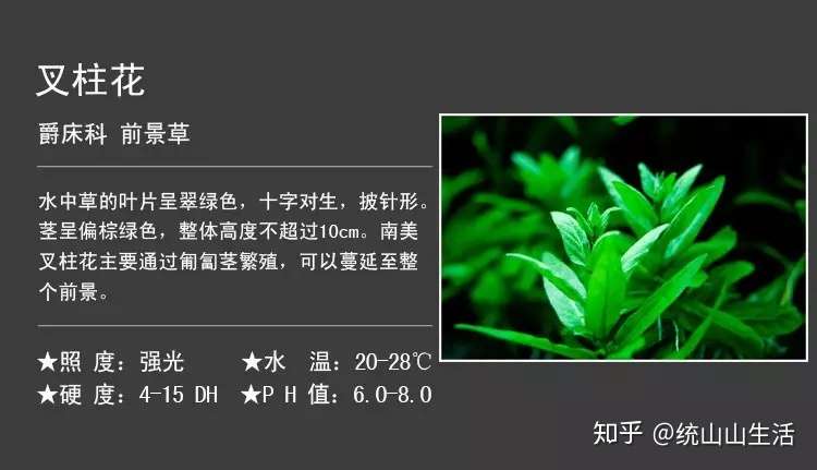 本色水景培训 全网最全水草知识 别等用的时候再找 知乎