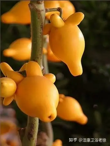 【五指果】外来入侵物种! - 知乎