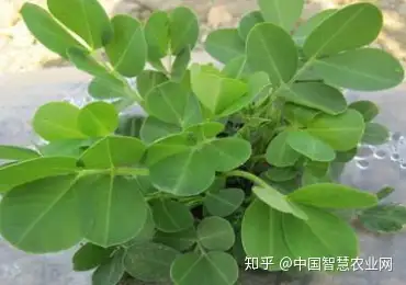 农业技术：花生种植密度及开花结果期的管理- 知乎