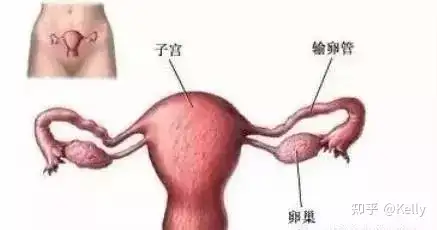 暴宫拗烈酒挎钩(图3)