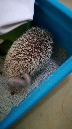 刺猬抓刺是为什么?
