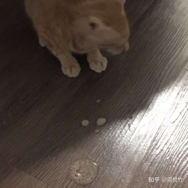 猫肛门分泌透明粘液是怎么回事 知乎