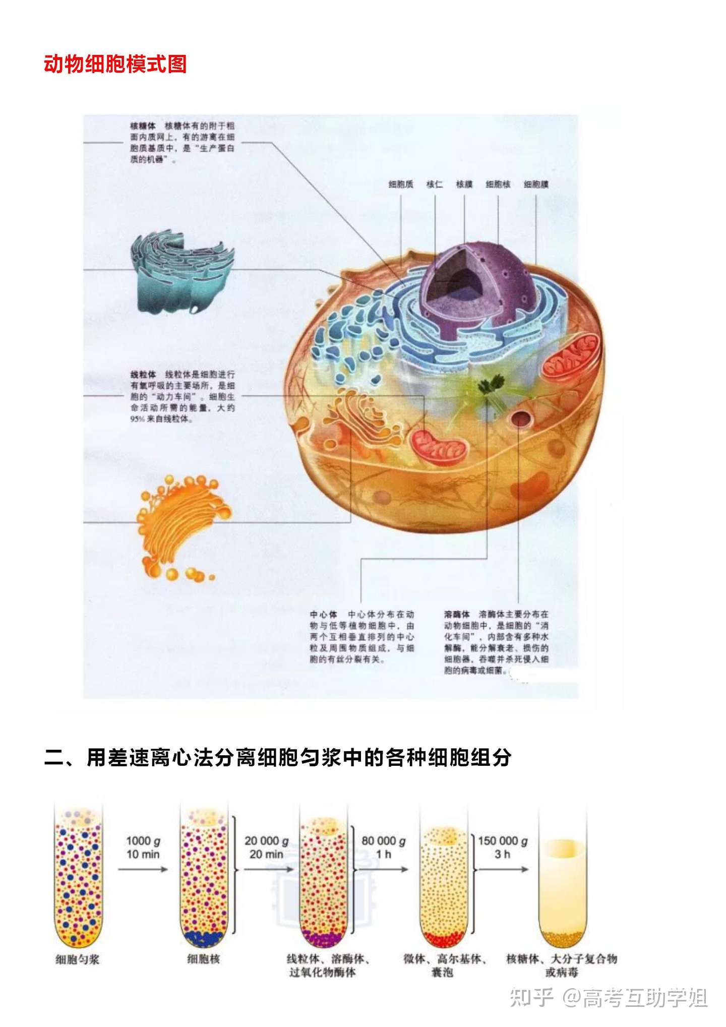 干货分享 高中生物 细胞结构图 汇总 超详细 彩色图片 提分秘籍 知乎