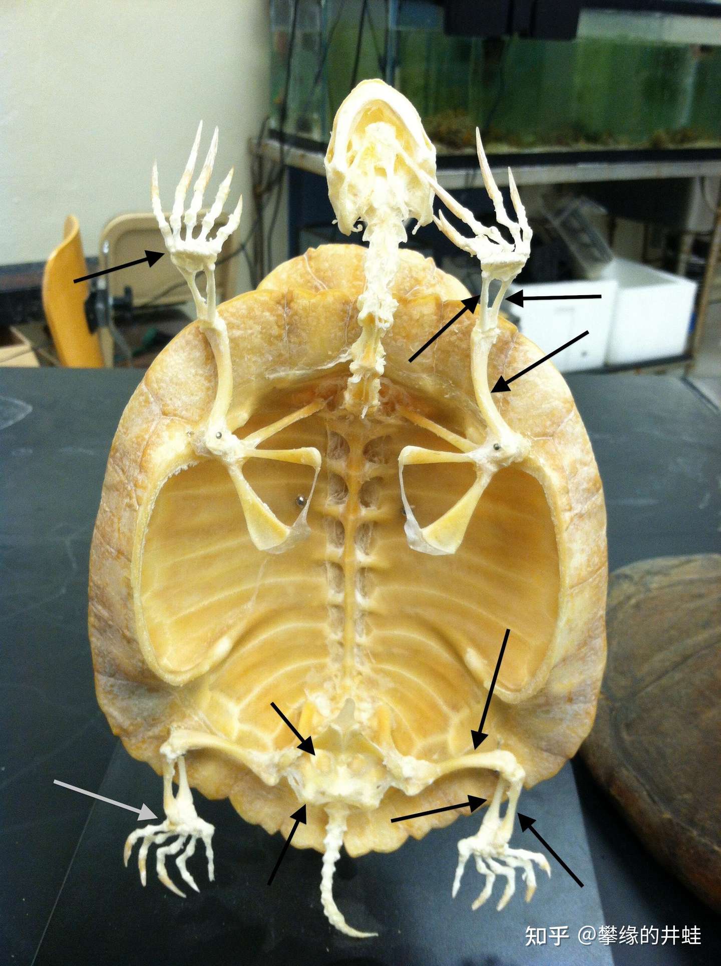 地球演义 第二百七十七回龟虽寿1 指破鼍龙壳 知乎