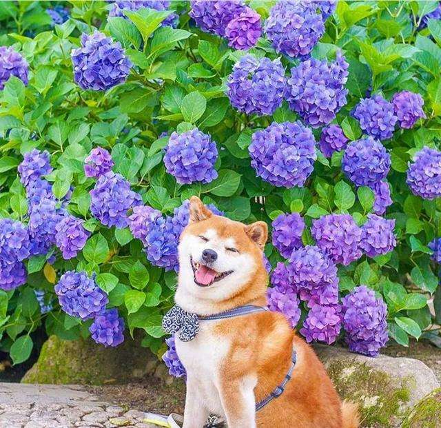 100张柴犬与花的合照 治愈的笑容圈粉人 知乎