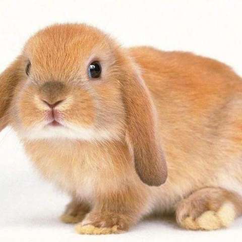 垂耳兔