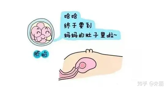 重庆哪里可以供卵做试管婴儿（试管前必做功课之胚胎移植篇）