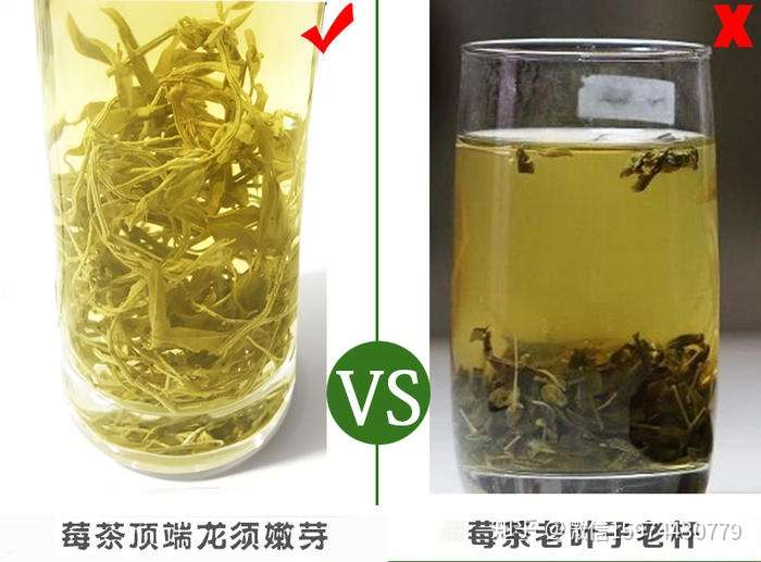 莓茶的神奇功效 知乎