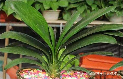 君子兰最全度夏攻略 学一招轻松过夏天 知乎