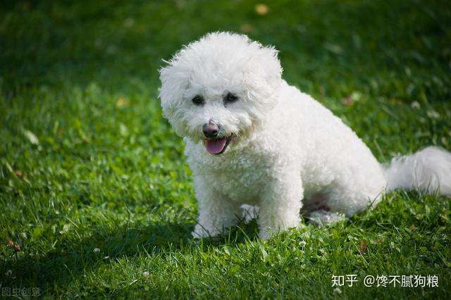 比熊吃醋有什么表现?