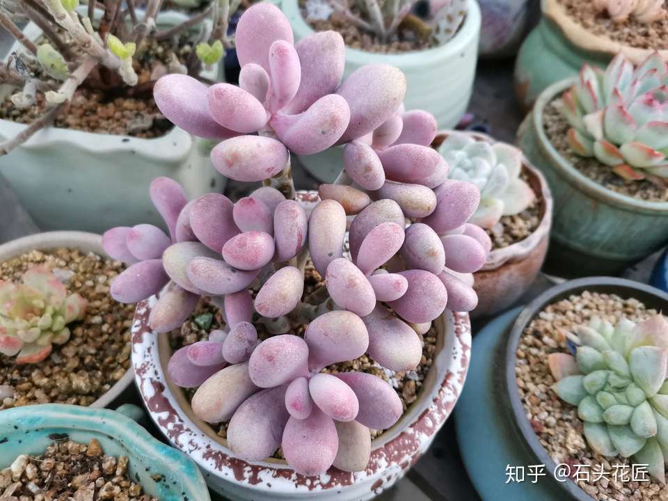 养 4种 多肉太赚了 皮实好养 易爆盆 叶子好看 有精神 知乎