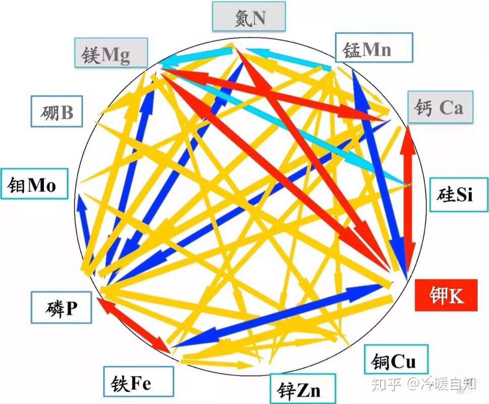 植物营养农艺师 的想法: 红色相互拮抗,黄色单向拮抗 - 知乎
