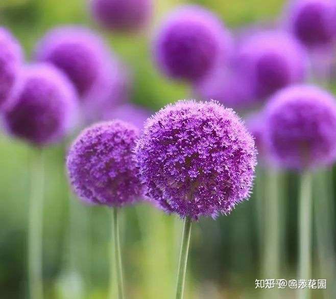 葱界中最美丽的花 花界中最独特的葱 知乎