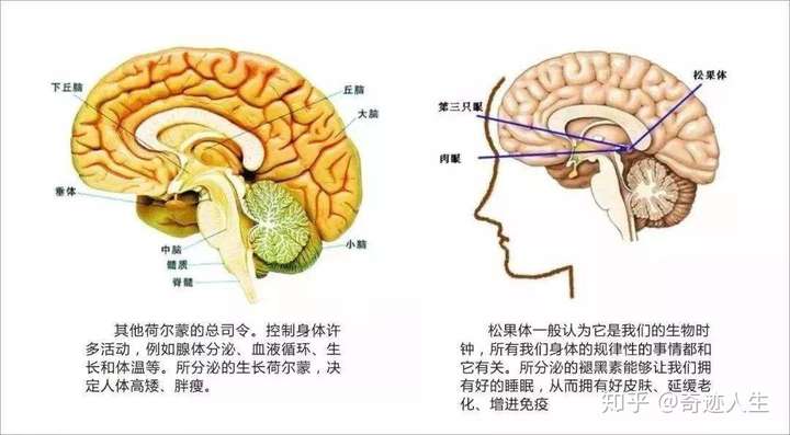 从科学上来说,它仅仅只是大脑下丘脑合成的一堆化学物而已.