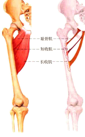 深蹲時是否應如omar視頻中所說,通過收緊臀大肌來帶動膝蓋外旋以防止