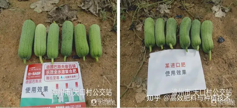 掌握这四大管理要点 水瓜瓜条直 采摘期长 知乎 掌握这四大管理要点 水瓜瓜条直 采摘期长 知乎