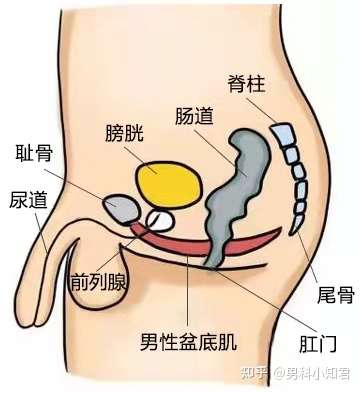 它像一條彈簧,將恥骨,尾椎等連接在一起.