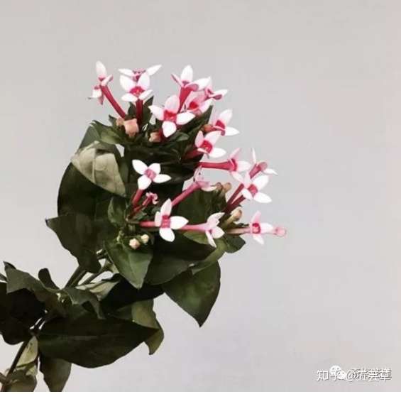 花束配材篇 教你打造独一无二的高颜值花束 一 知乎