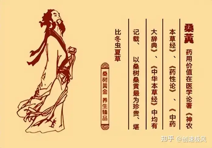 被称为“森林黄金”的桑黄，究竟是如何形成的？值不值千元一斤？（桑黄是什么树生长出来）