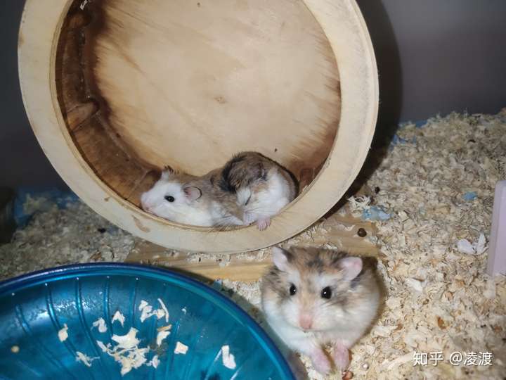 新手养老公公老婆婆仓鼠有哪些要注意的地方?