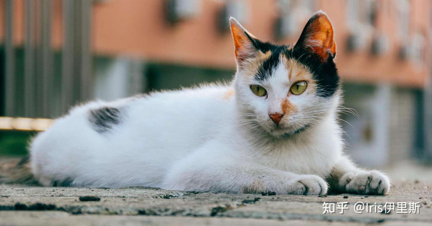 猫咪口臭要小心！不洁牙的危害究竟有多大！ - 知乎