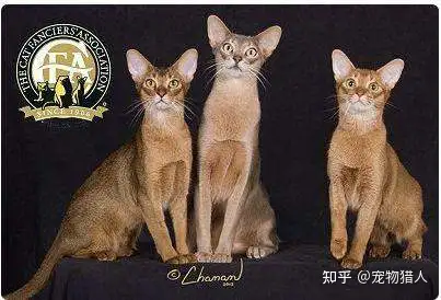 史上最全猫咪品种，约二百种，从古至今”