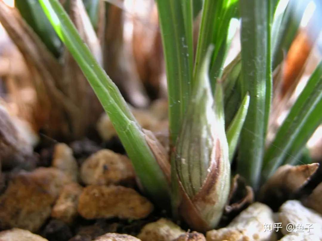 兰花的花芽分化期和扣水促花浅谈 知乎