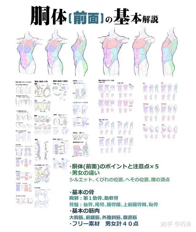 上千 人体结构全套教程素材 萌新必备 限时领取 知乎