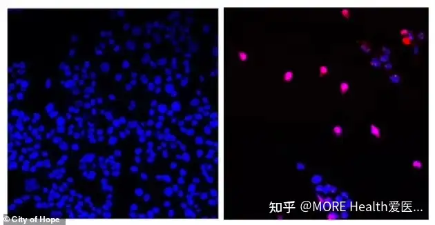 WEB限定】 中国医学的癌治療 医学一般 - csmoda.edu.mx