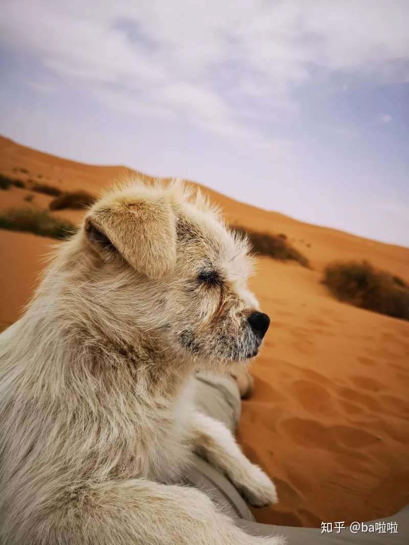 忠犬小白 用四天三夜的陪伴佐证一种专情 知乎